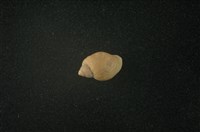 藏品(小椎實螺)的圖片